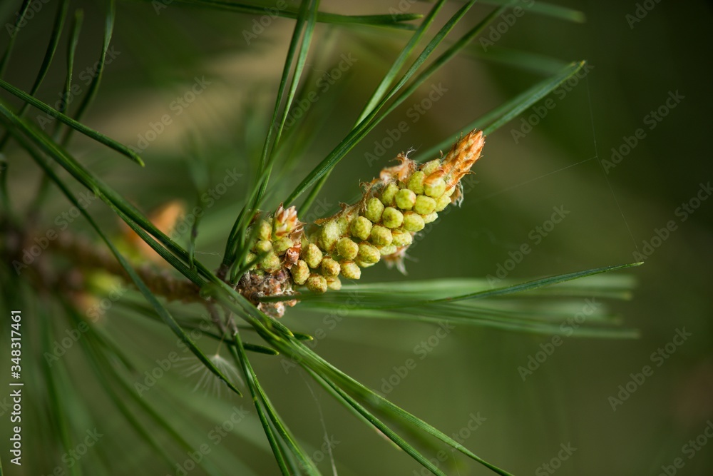 Young fresh pine cone and green needles on the background. - obrazy, fototapety, plakaty 