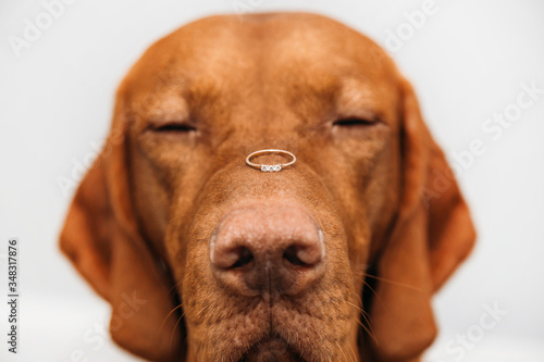 wedding ring on the nose of the dog marriage proposal