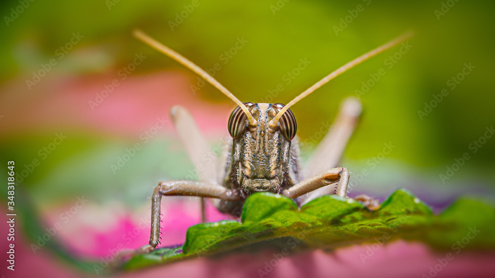 Green cricket standing on a wooden surface. Green cricket standing on a wooden surface.