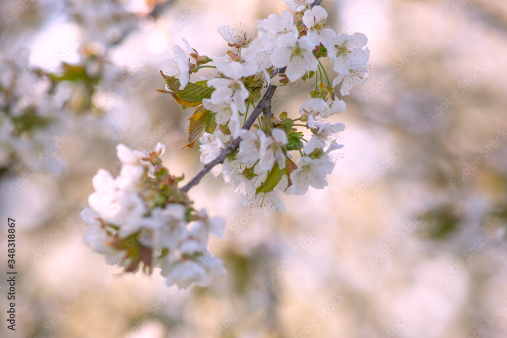 Kirschblüte Ankum Kirschblüte Ankum