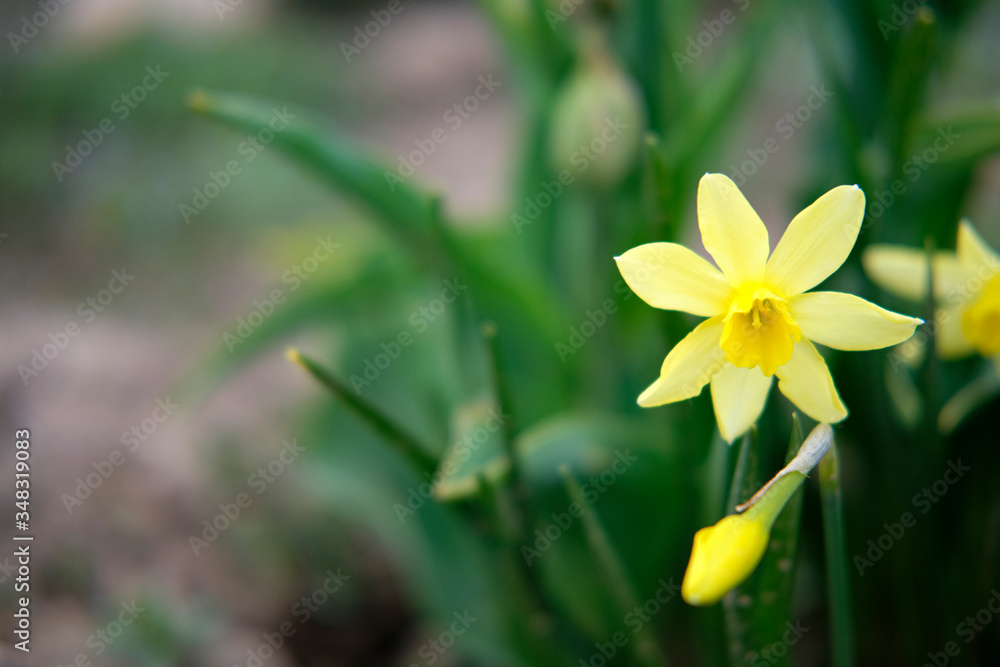 A bouquet of yellow daffodil spring flowers surrounded by green foliage A bouquet of yellow daffodil spring flowers surrounded by green foliage