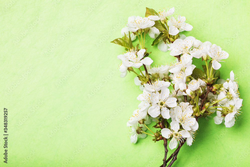Blossoming cherry branches on a green background with copy space, top view