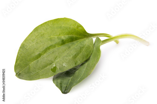 Two leaves of plantain isolated on a white background. Photo Stacking