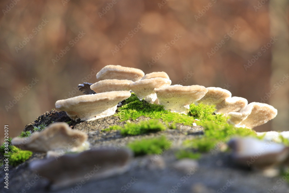 Obraz premium Baumstamm