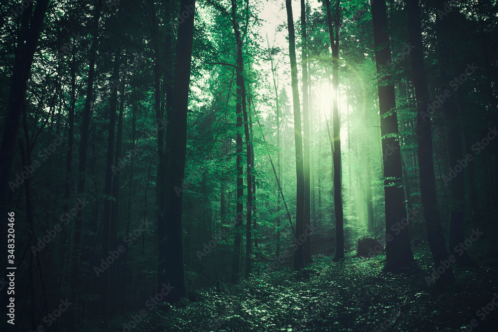 Fototapeta Magical green coloured foggy forest with mysterious flare light.