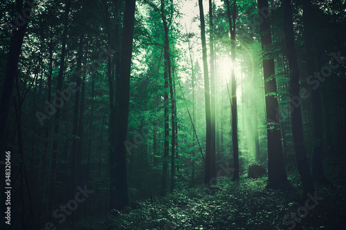 Magical green coloured foggy forest with mysterious flare light. photo