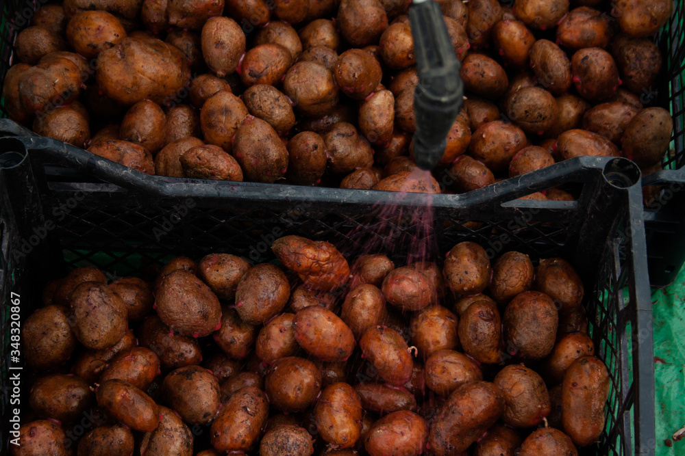 potatoes processed from Colorado potato beetle. potatoes processed from Colorado potato beetle.