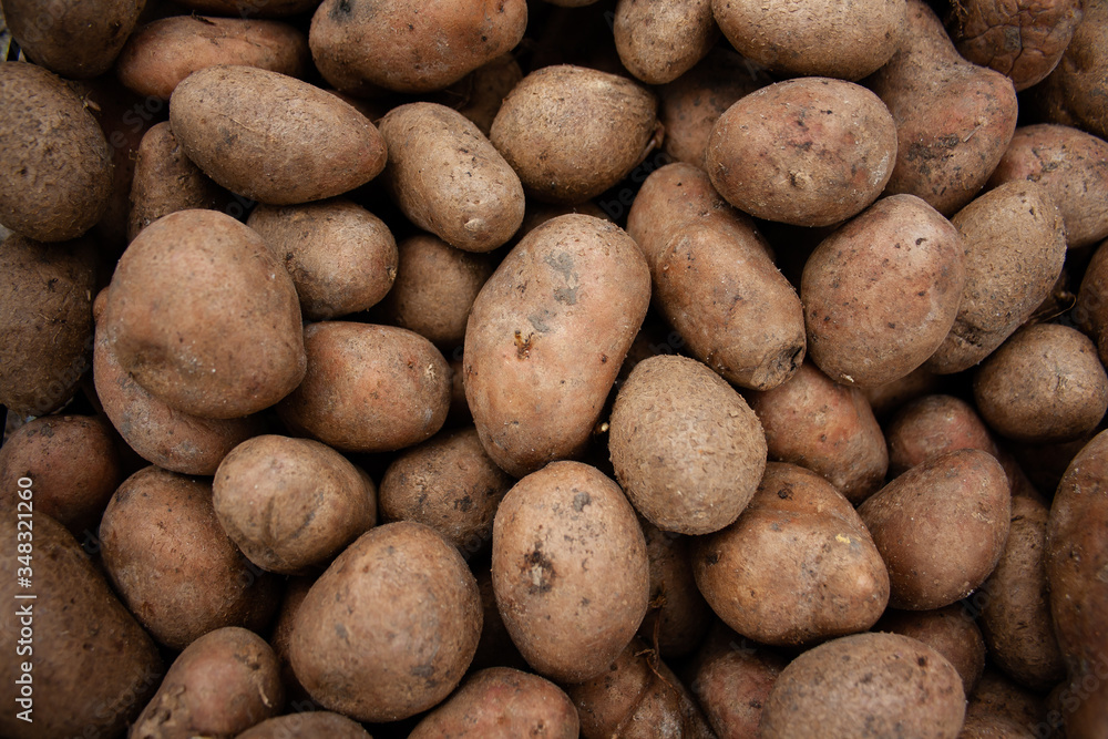 potatoes processed from Colorado potato beetle. potatoes processed from Colorado potato beetle.