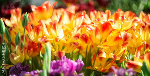 Spring background. multicolored tulips with selective focus on a blurred background of nature. photo