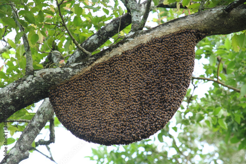 Apis cerana indica the Indian honey bee, is a subspecies of Asiatic ...