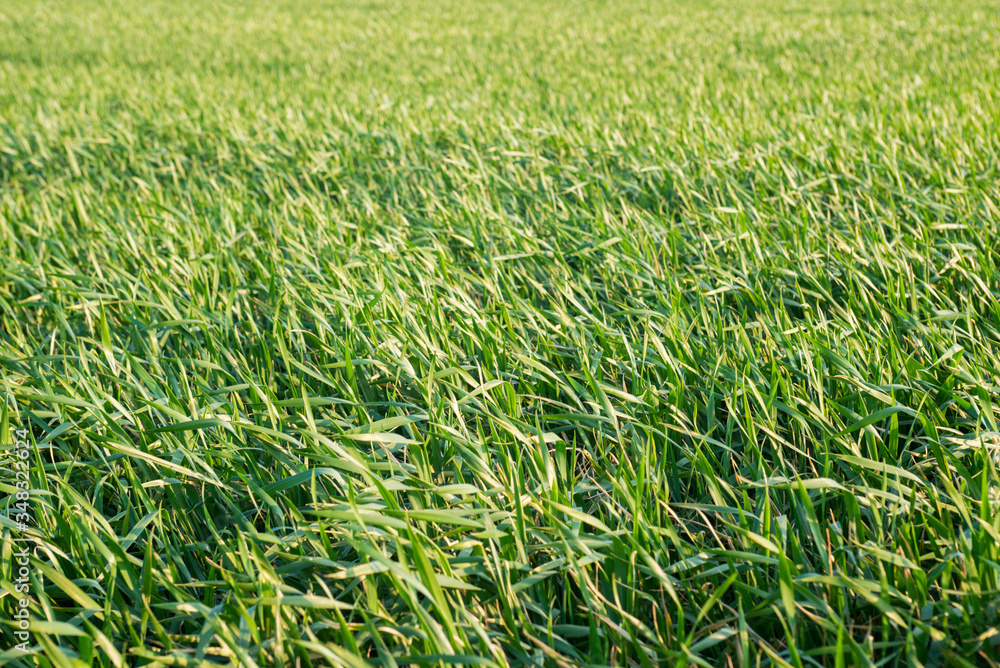 Field of fresh grass. Young wheat seedlings are growing on a field. Agriculture Field of fresh grass. Young wheat seedlings are growing on a field. Agriculture