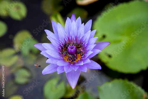 bee on violet flower