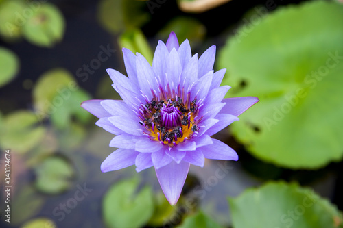 purple lotus flower with bees