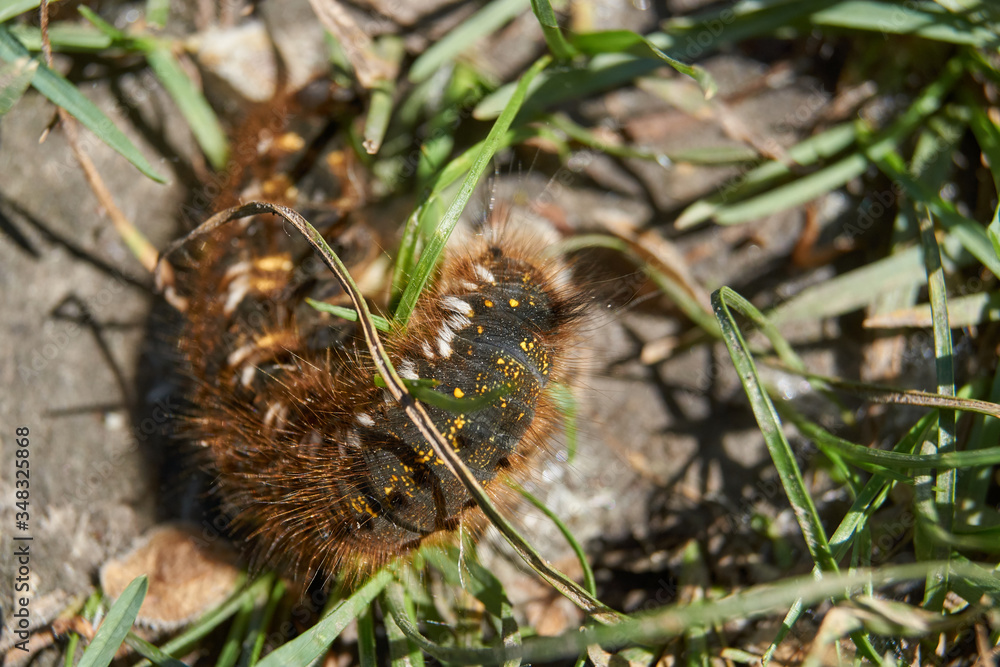 Caterpillar of a large butterfly of the cocoonweaver family - Herbal cocoonweaver (lat. Euthrix potatoria). Caterpillar of a large butterfly of the cocoonweaver family - Herbal cocoonweaver (lat. Euthrix potatoria).