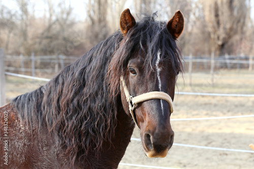 Horse head portrait close up in paddock wintertime