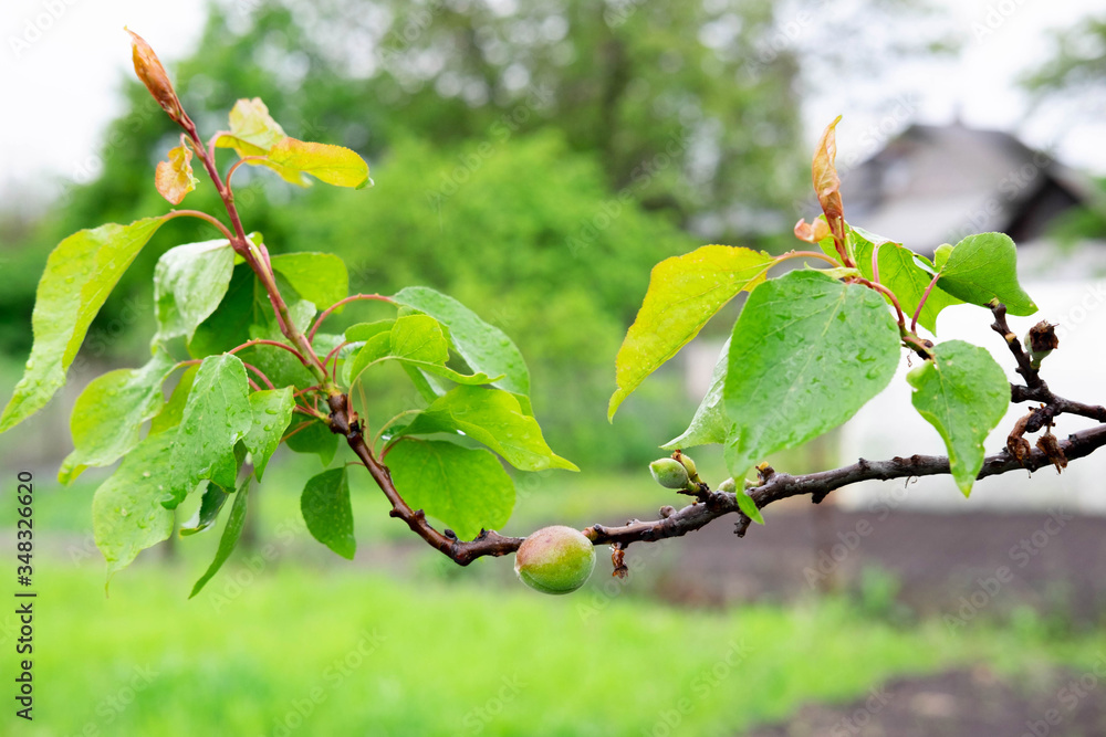 Small green apricots that grow on a tree. Ripening fruits in spring. Apricot tree branch with apricots that are not ripe Small green apricots that grow on a tree. Ripening fruits in spring. Apricot tree branch with apricots that are not ripe