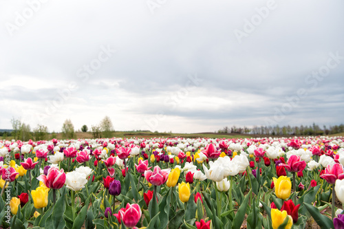 Living a green life. Nature Background. group of colorful holiday tulip flowerbed. Blossoming tulip fields. spring landscape park. country of tulip. beauty of blooming field. famous tulips festival