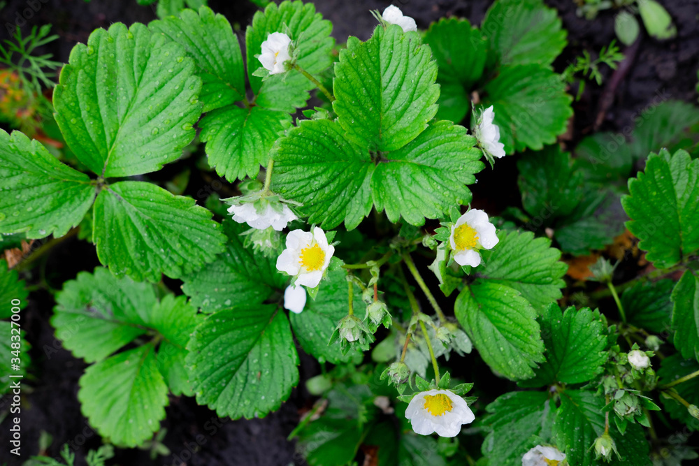 A bed of strawberry sprouts. Flowering strawberry bushes in the garden. The beginning of the strawberry season A bed of strawberry sprouts. Flowering strawberry bushes in the garden. The beginning of the strawberry season