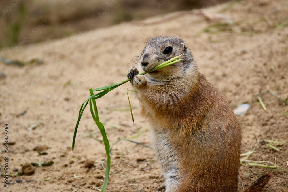 prairie dog eating grass cute animal photo prairie dog eating grass cute animal photo