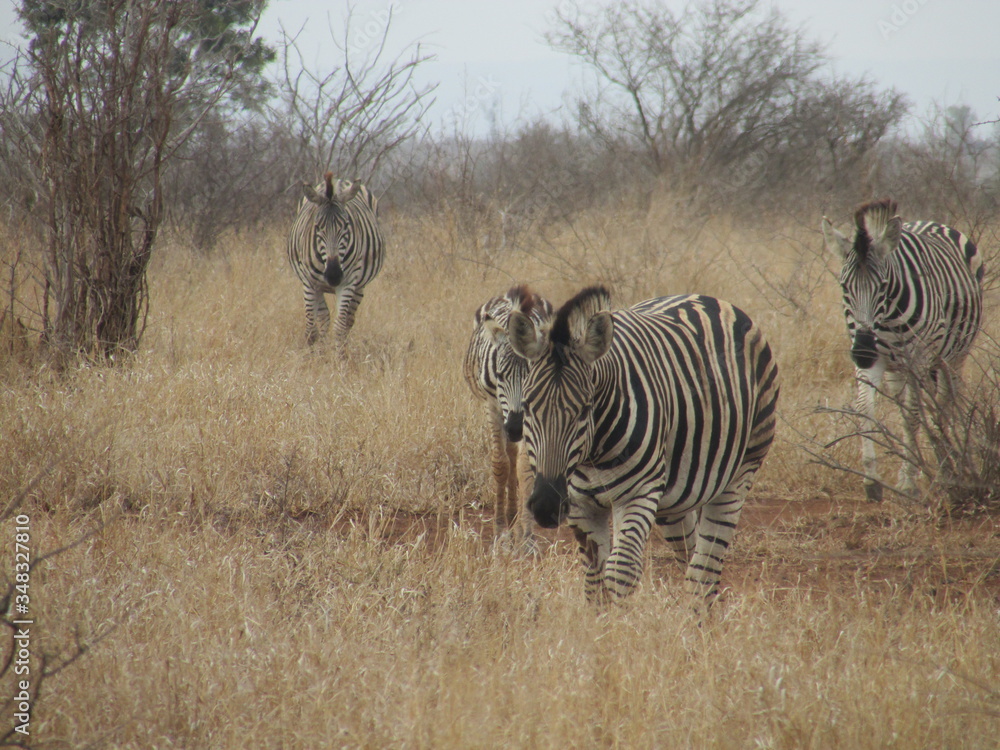 Obraz premium Zebra herd
