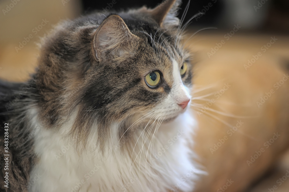 fluffy brown with white cat with long mustache fluffy brown with white cat with long mustache