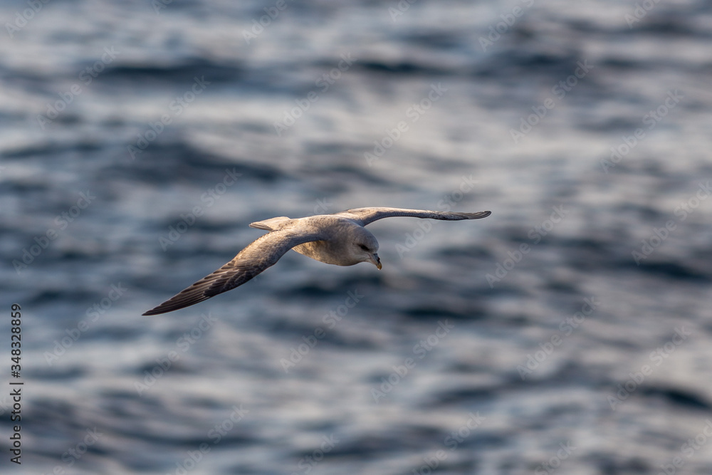 Northern Fulmar flying above Arctic sea on Svalbard. Northern Fulmar flying above Arctic sea on Svalbard.