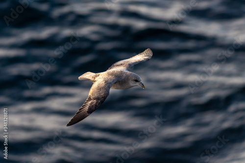 фотографія Northern Fulmar flying above Arctic sea on Svalbard.