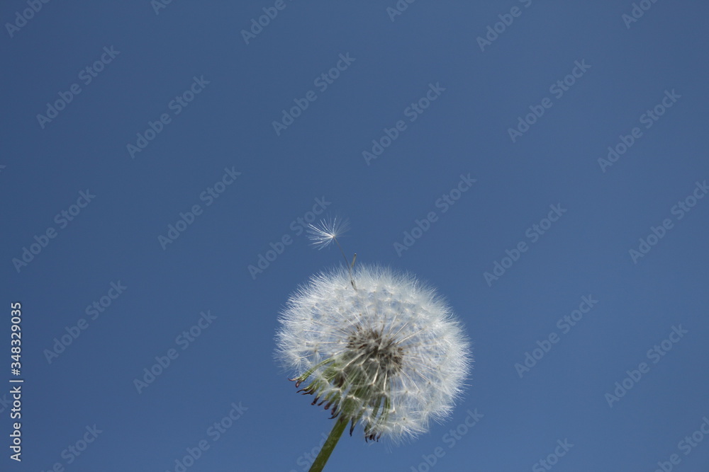 Pusteblume Pusteblume