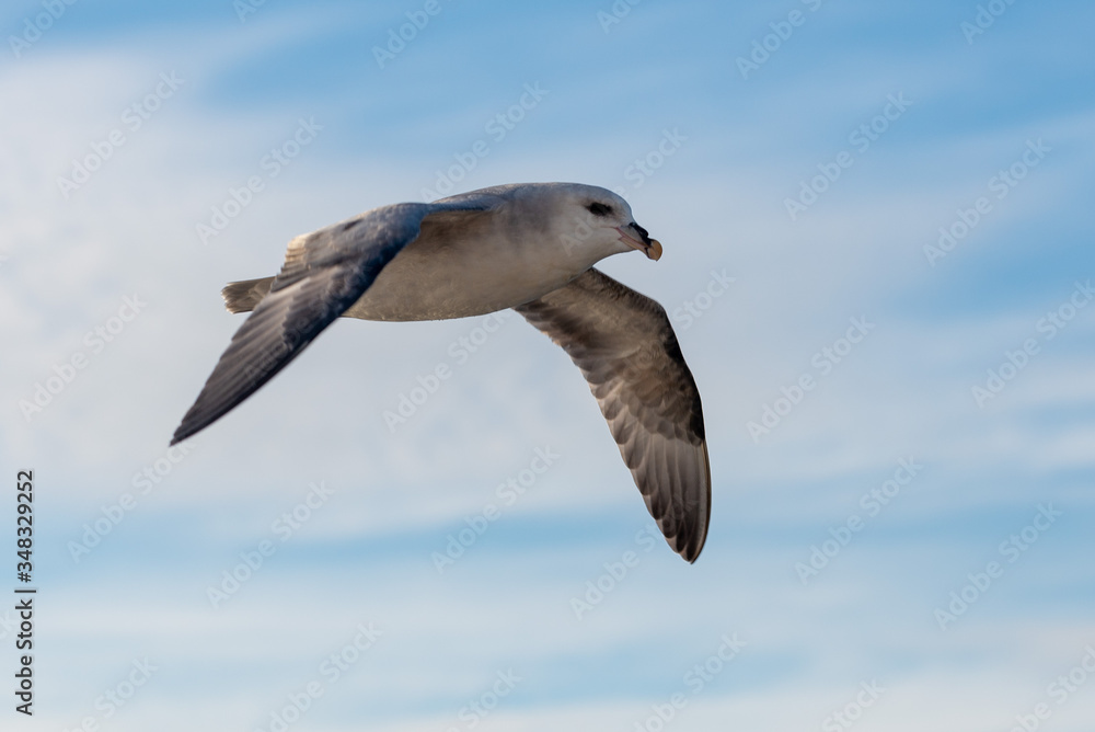 Obraz premium Northern Fulmar flying above Arctic sea on Svalbard.