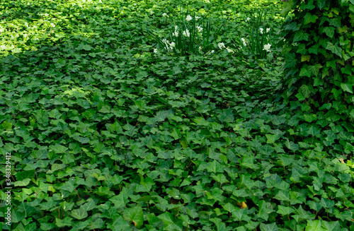 Parthenocissus tricuspidata, boston ivy or grape ivy