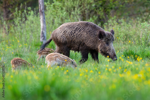 Wild boar family grazing on green meadow with yellow flowers in spring nature. Female adult mammal with brown fur and bunch of little piglets feeding in wilderness.