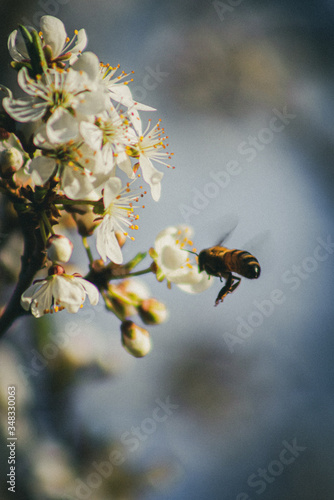 bee on a branch © Aleh