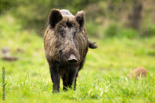 Dreamy wild boar  sus scrofa  on the walk through the green forest clearing. Hog shaking its tail. Curious swine grazing on the pasture in spring. Black sow with big snout in the peaceful moment.