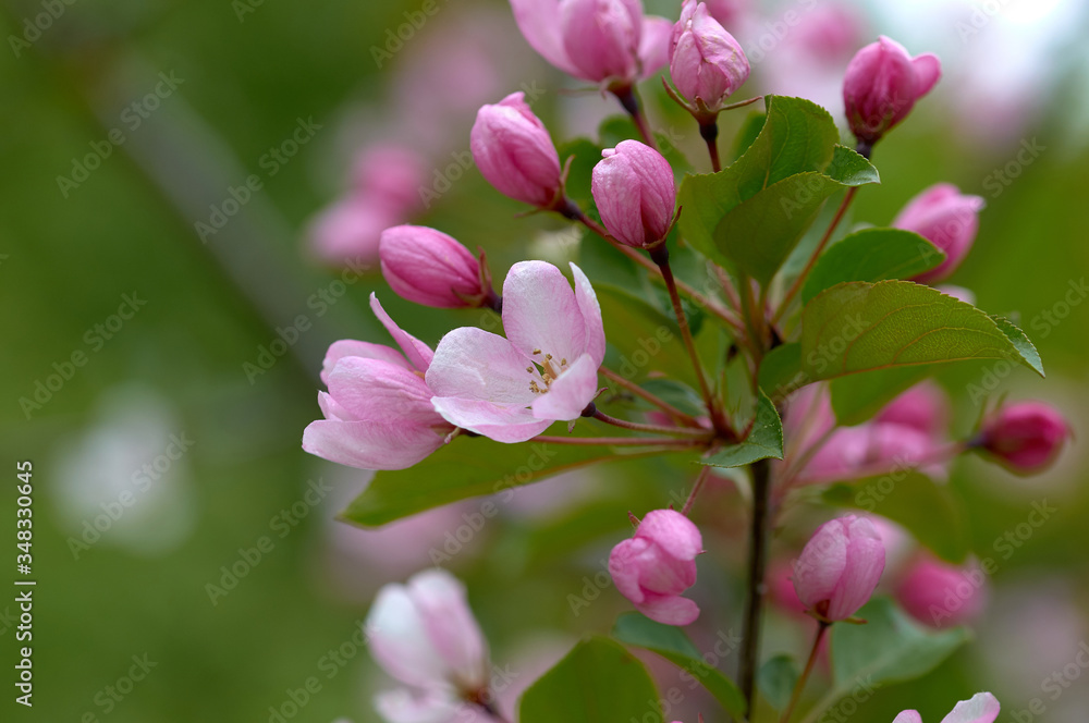 wild apple tree in bloom wild apple tree in bloom