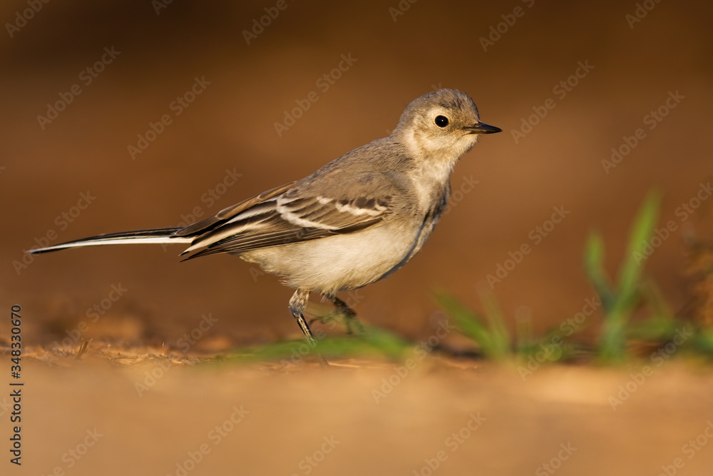 Juvenile white wagtail, motacilla alba, walking on sand of riverbank in summer at sunset. Alert young bird with light and gray feather standing on the ground from side low angle view. Juvenile white wagtail, motacilla alba, walking on sand of riverbank in summer at sunset. Alert young bird with light and gray feather standing on the ground from side low angle view.