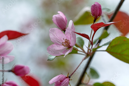 wild apple tree in bloom