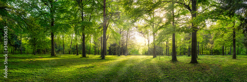 Panoramic view of a forest with sunlight shining through the trees photo