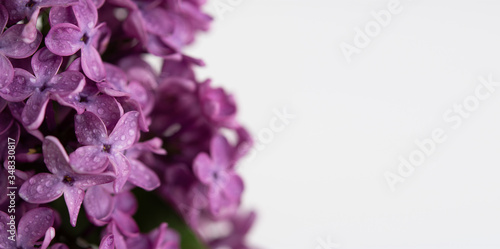 Lilac on a white isolated background close-up. A bright sprig of lilac with space for text. Spring may background. Spring greeting design. Closeup of a sprig of lilac with water drops.