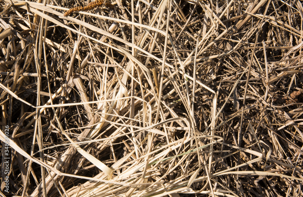 Dry grass is a beautiful nature closeup in spring in the village. Dry grass is a beautiful nature closeup in spring in the village.