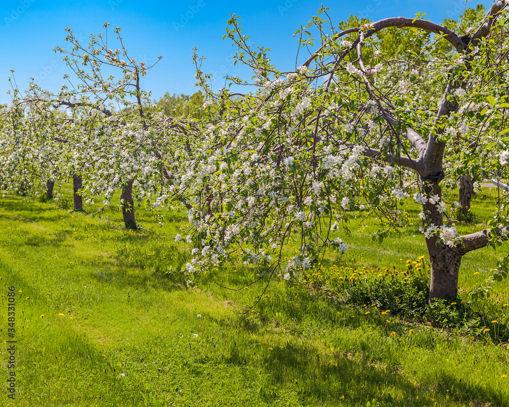 Rows of blooming fruit trees in the apple orchard.