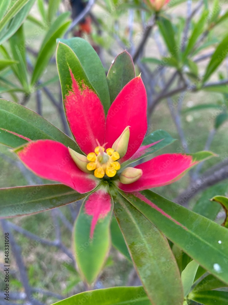 pink and yellow flower pink and yellow flower
