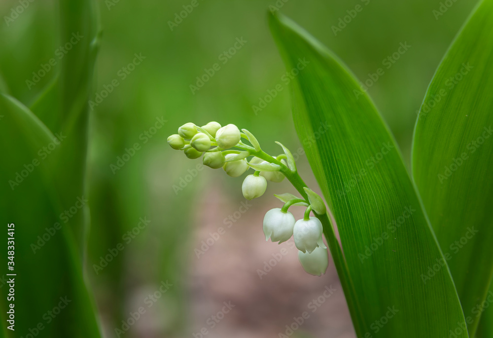 The branch of lily of the valley The branch of lily of the valley