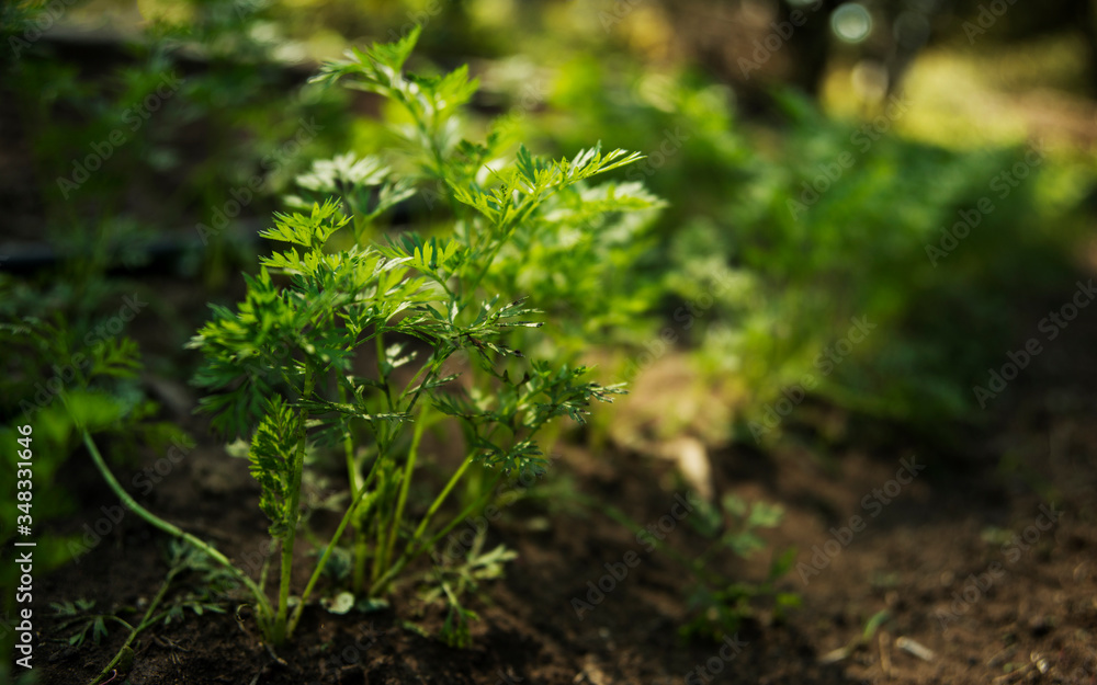 Carrot seedlings