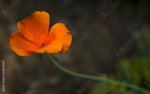 Isolated orange flower