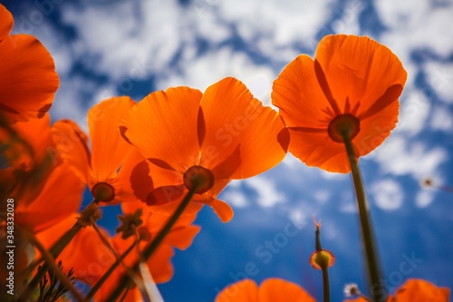 poppy flowers against the sky