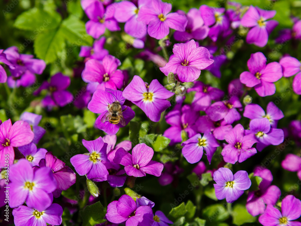 Aubretia or Aubrieta low spreading hardy evergreen perennial flowering plants with multiple dense small violet flowers with yellow center planted in local garden looking as texture or wallpaper Aubretia or Aubrieta low spreading hardy evergreen perennial flowering plants with multiple dense small violet flowers with yellow center planted in local garden looking as texture or wallpaper