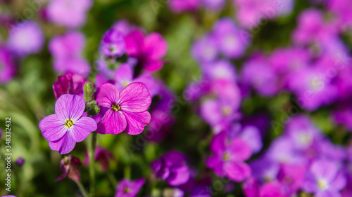 Blossom of aubrieta in spring time. Aubrieta  often misspelled as Aubretia  is a genus of about 20 species of flowering plants in the cabbage family Brassicaceae. 