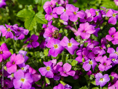 Closeup on vibrant coloured flowers in purple, Aubrieta Cascade Blue, flowering plants called Rock Cress growing in the garden in spring, ground cover cascading plant.