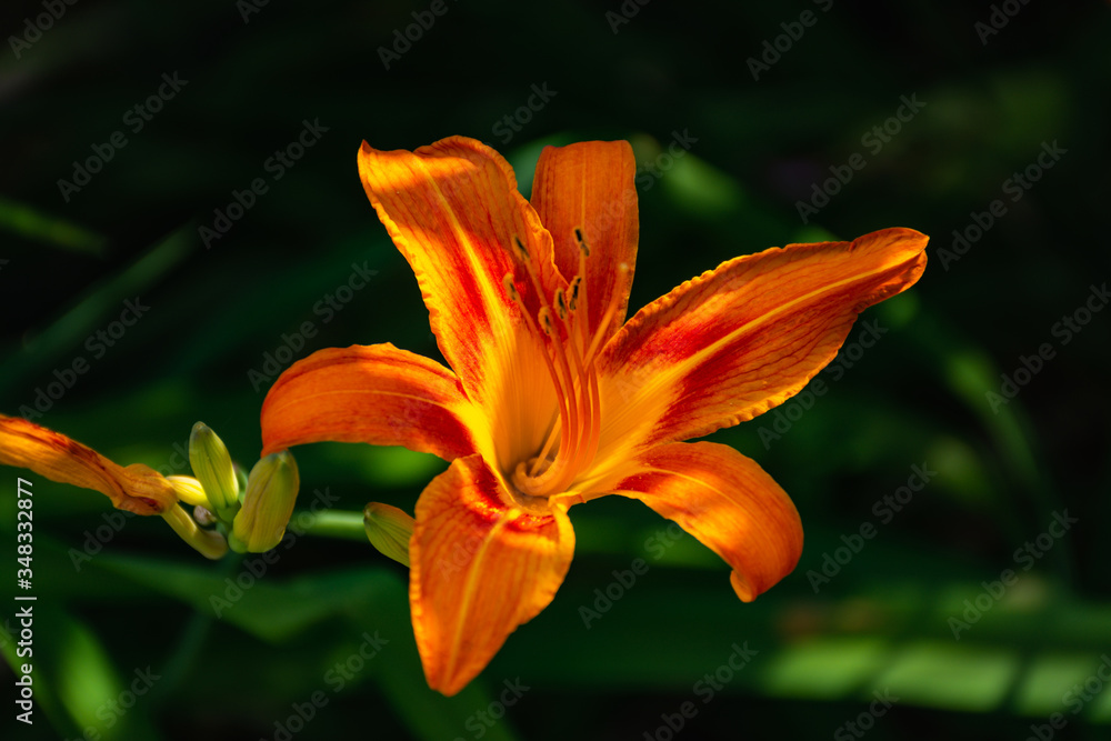 Fototapeta premium Hemerocallis fulva, Orange daylily close-up. Bright garden flower. Summer flowerbed with flowers. Orange daylily in selective focus. Macro photography of flowers in the garden.