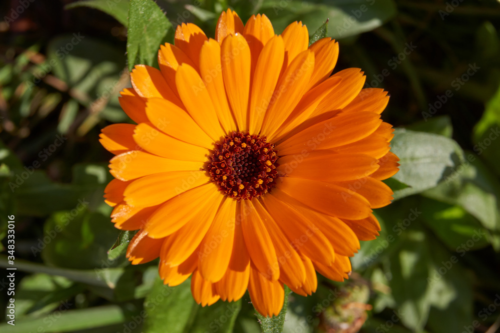 Calendula, or Marigold (lat. Calendula) - a genus of herbaceous plants of the Astra family (Asteraceae). The last flowers of calendula before the onset of cold. - obrazy, fototapety, plakaty 